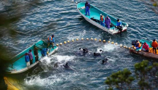 日本遇“魚荒”向中國“甩鍋” 我們不同意！|餐飲界