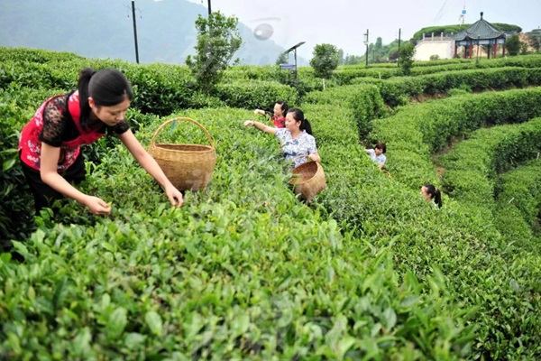 比肩星巴克？新中式茶飲的下半場得好好抓抓供應鏈管理這門課了