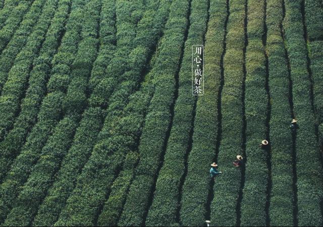 如何掘金500億新茶飲市場，打造一杯有故事的黑龍茶？