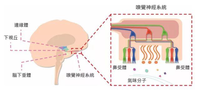 讓消費(fèi)者欲罷不能的氣味營銷，餐飲人該如何實(shí)現(xiàn)？ | 餐見