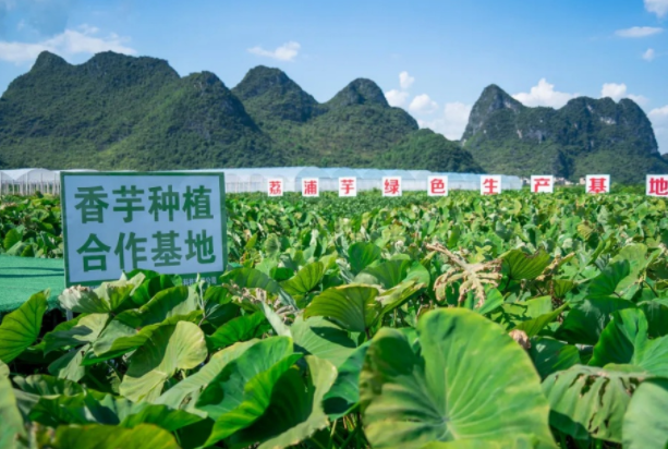 在檳榔芋優(yōu)質(zhì)產(chǎn)區(qū)共建種植基地，喜茶持續(xù)推動(dòng)新茶飲供應(yīng)鏈專業(yè)化發(fā)展|餐飲界